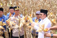 Bupati Touna Ilham Lawidu Saat Melakukan Panen Jagung di Desa Pusungi Kecamatan Ampana Tete.