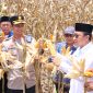 Bupati Touna Ilham Lawidu Saat Melakukan Panen Jagung di Desa Pusungi Kecamatan Ampana Tete.