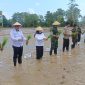 Wakil Bupati Touna, Surya Lapasiri Saat Melakukan Penanaman Padi Sawah Pada Program Cetak Sawah Rakyat di Desa Lemoro Kecamatan Tojo. 
