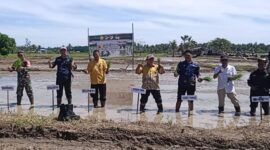 Gerakan Tanam Serentak 10.000 hektar di Lokasi Cetak Sawah Rakyat Desa Lemoro Kecamatan Tojo.