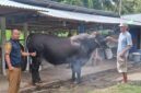 Kabupaten Touna Mendapat Bantuan Sapi Kurban Program Bantuan Kemasyarakatan Dari Presiden Prabowo.