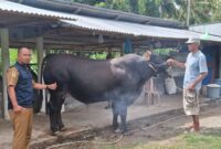 Kabupaten Touna Mendapat Bantuan Sapi Kurban Program Bantuan Kemasyarakatan Dari Presiden Prabowo.