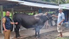 Kabupaten Touna Mendapat Bantuan Sapi Kurban Program Bantuan Kemasyarakatan Dari Presiden Prabowo.