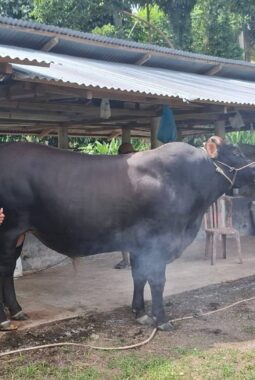 Touna Kembali Menerima Bantuan Sapi Kurban Program Bantuan Kemasyarakatan
