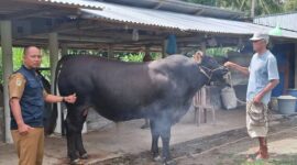 Kabupaten Touna Mendapat Bantuan Sapi Kurban Program Bantuan Kemasyarakatan Dari Presiden Prabowo.
