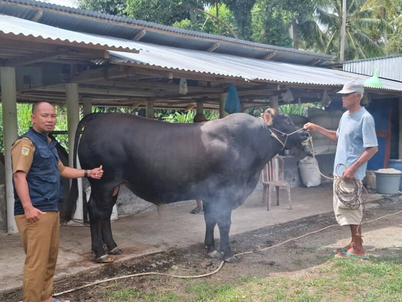 Kabupaten Touna Mendapat Bantuan Sapi Kurban Program Bantuan Kemasyarakatan Dari Presiden Prabowo.