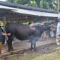 Kabupaten Touna Mendapat Bantuan Sapi Kurban Program Bantuan Kemasyarakatan Dari Presiden Prabowo.